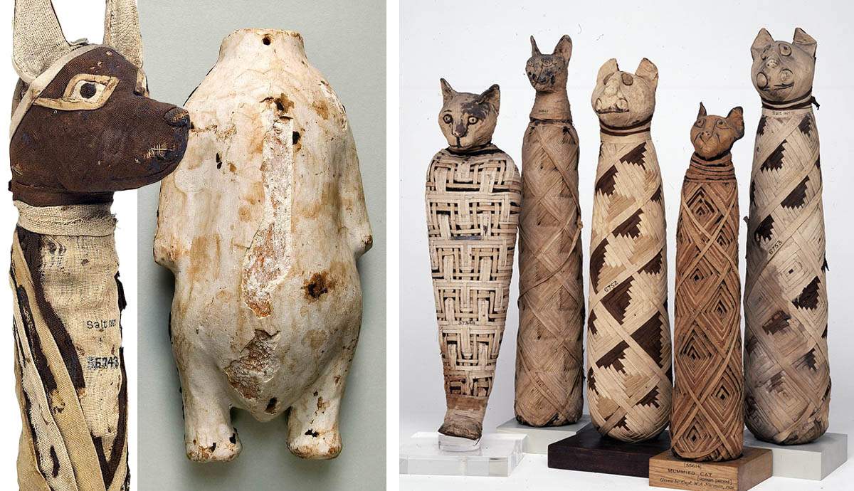 ancient egyptian mummified animals cat jackal birds