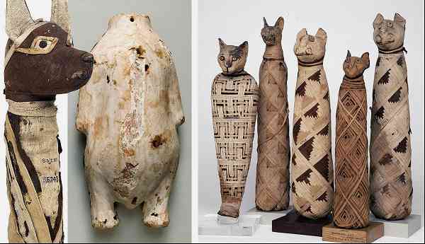 ancient egyptian mummified animals cat jackal birds