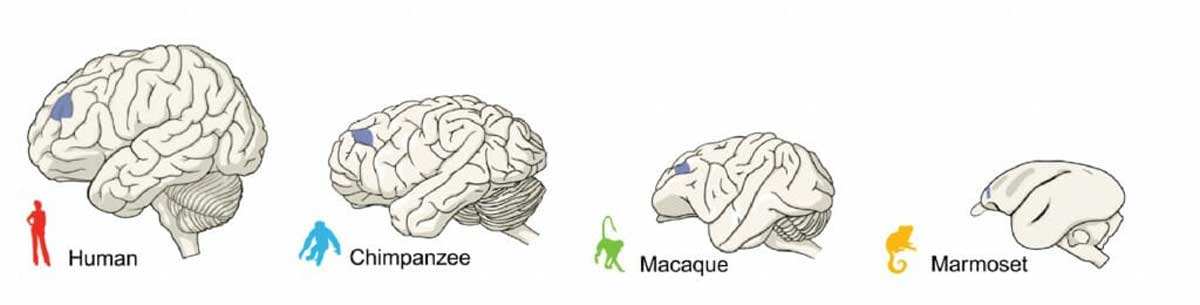 brains human animal comparison