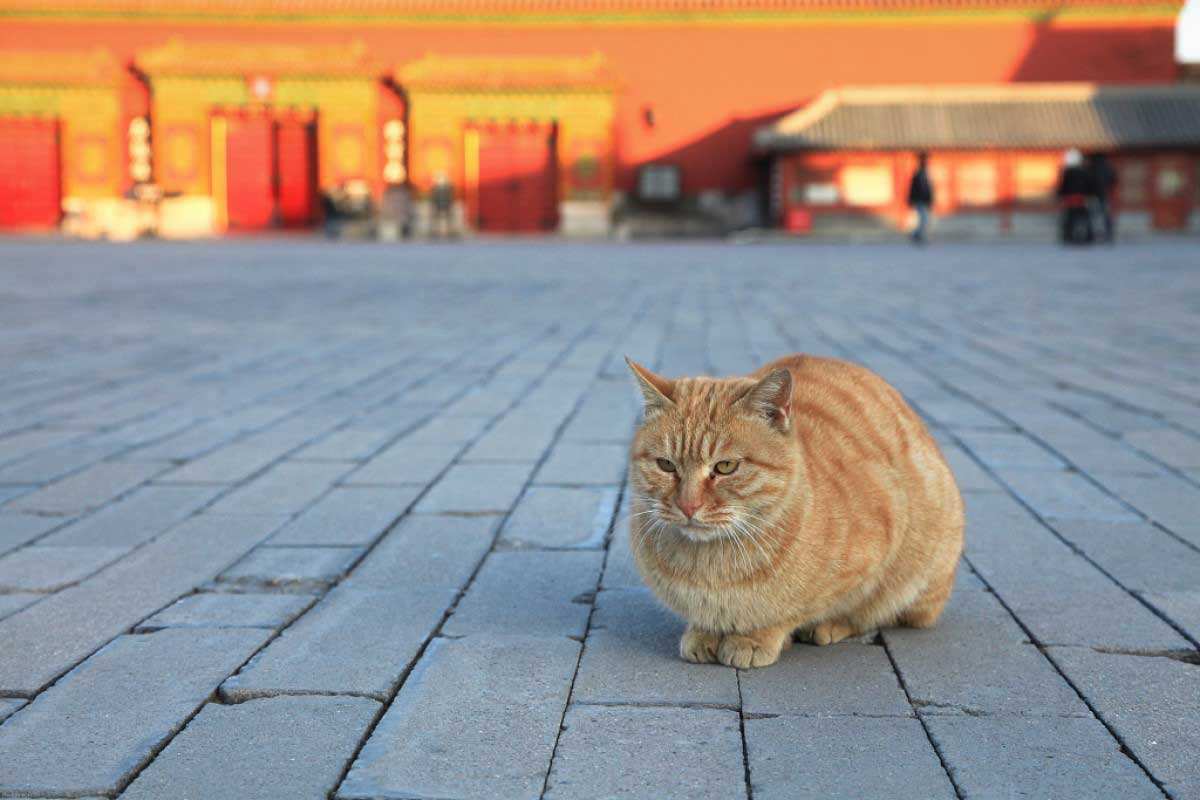 cats sitting forbidden city china strays