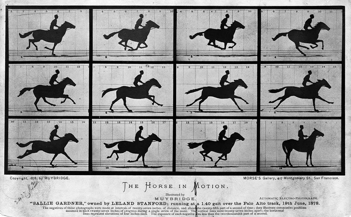 muybridge horse in motion sallie gardner