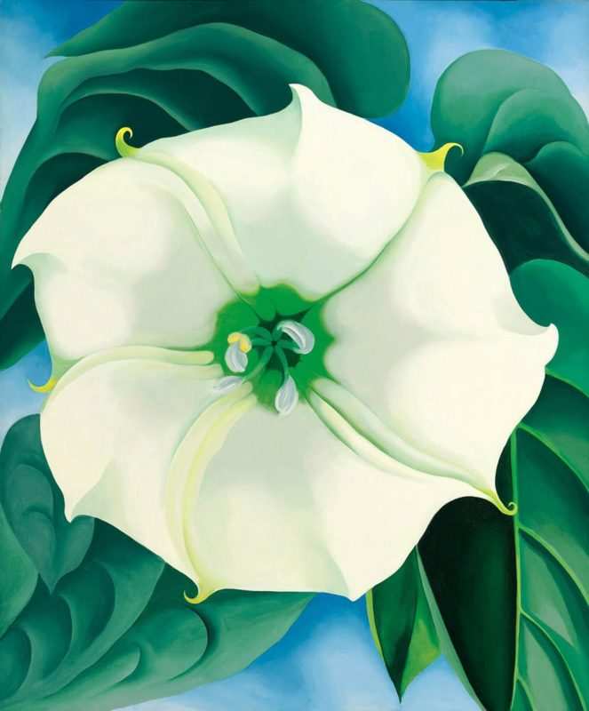 jimson weed white flower georgia o keeffe