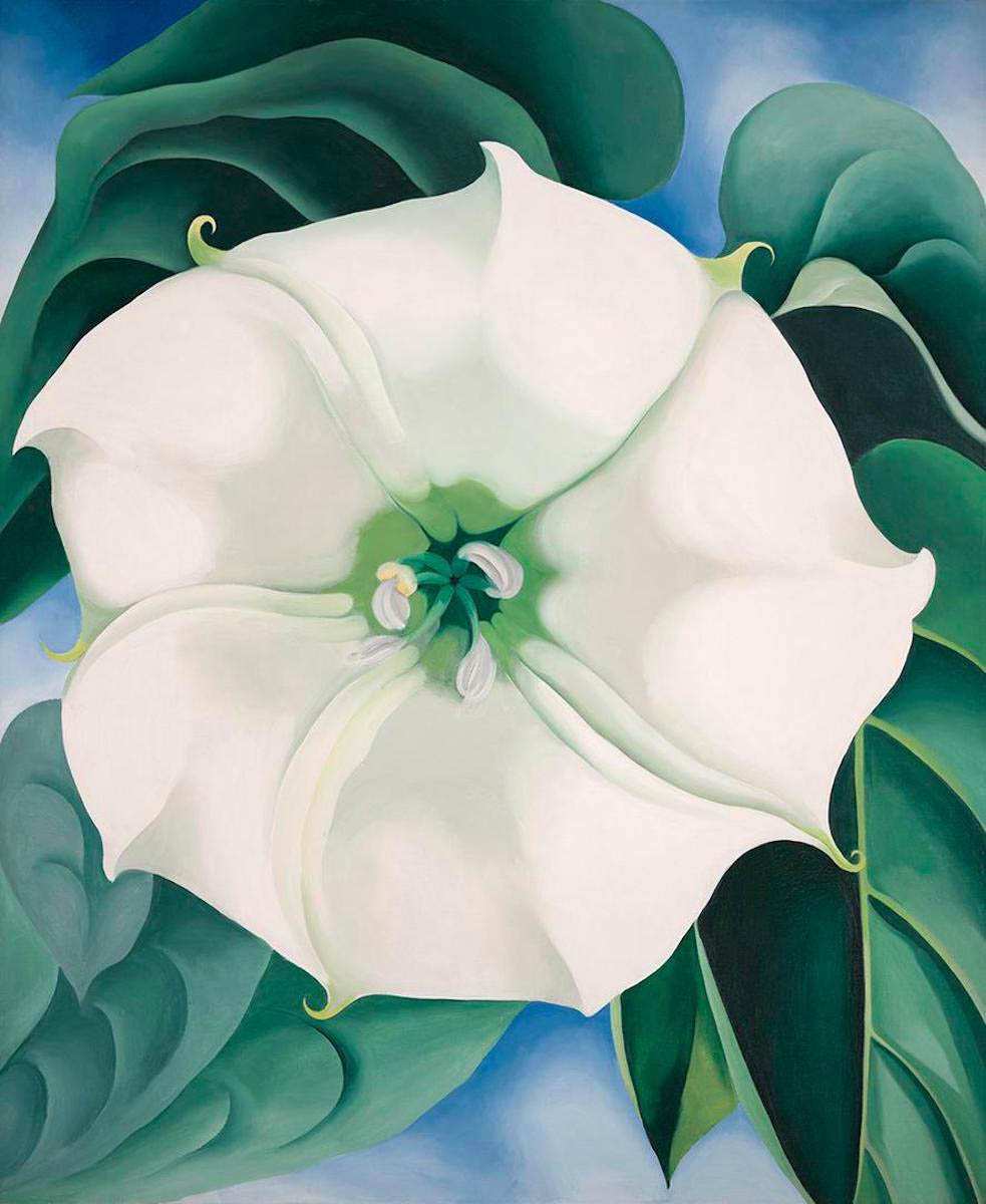 jimson weed white flower no.1 georgia o keeffe art